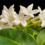 Naš madagaskarski jasmin