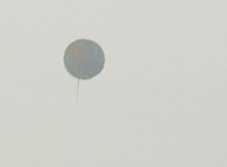 Balon-globus sa Slavije viđen sa našeg prozora