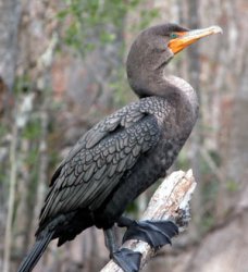 Rečni kormoran